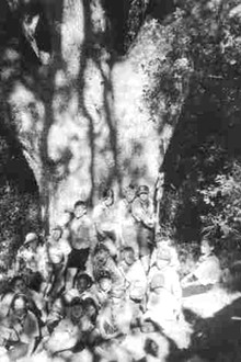 La grande quercia di Trebbana (Marradi)
